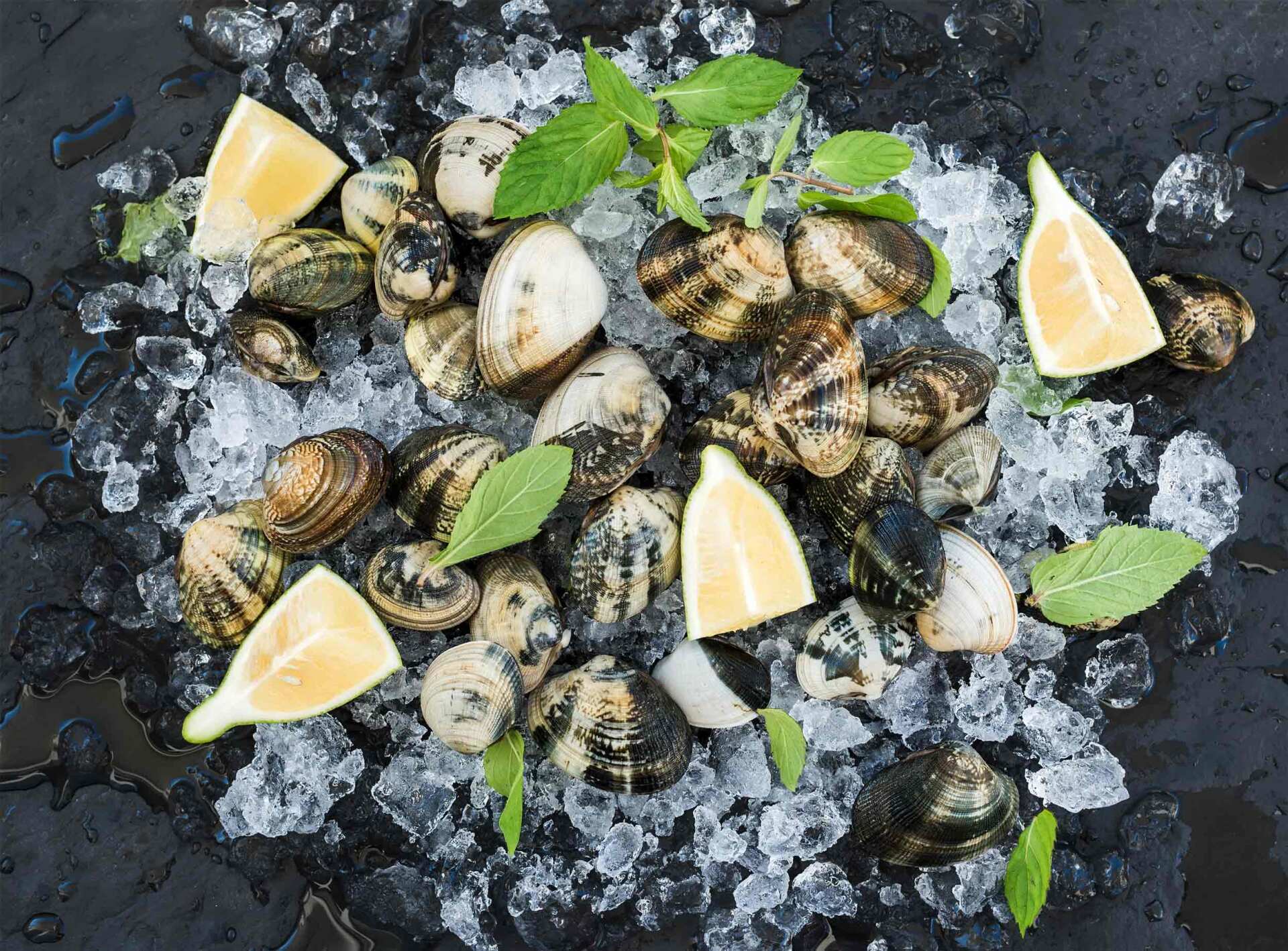 background image fresh clams